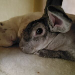 Meet your Posher, Arial